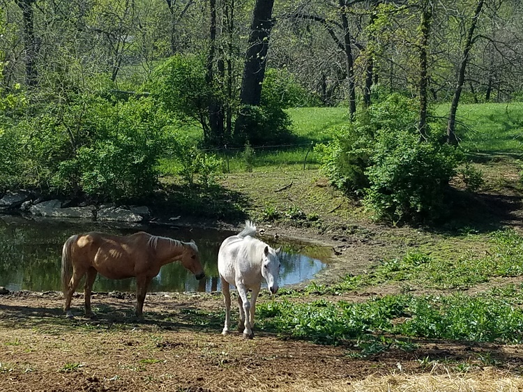 Trail Rides Kansas City Saddle Creek Stables